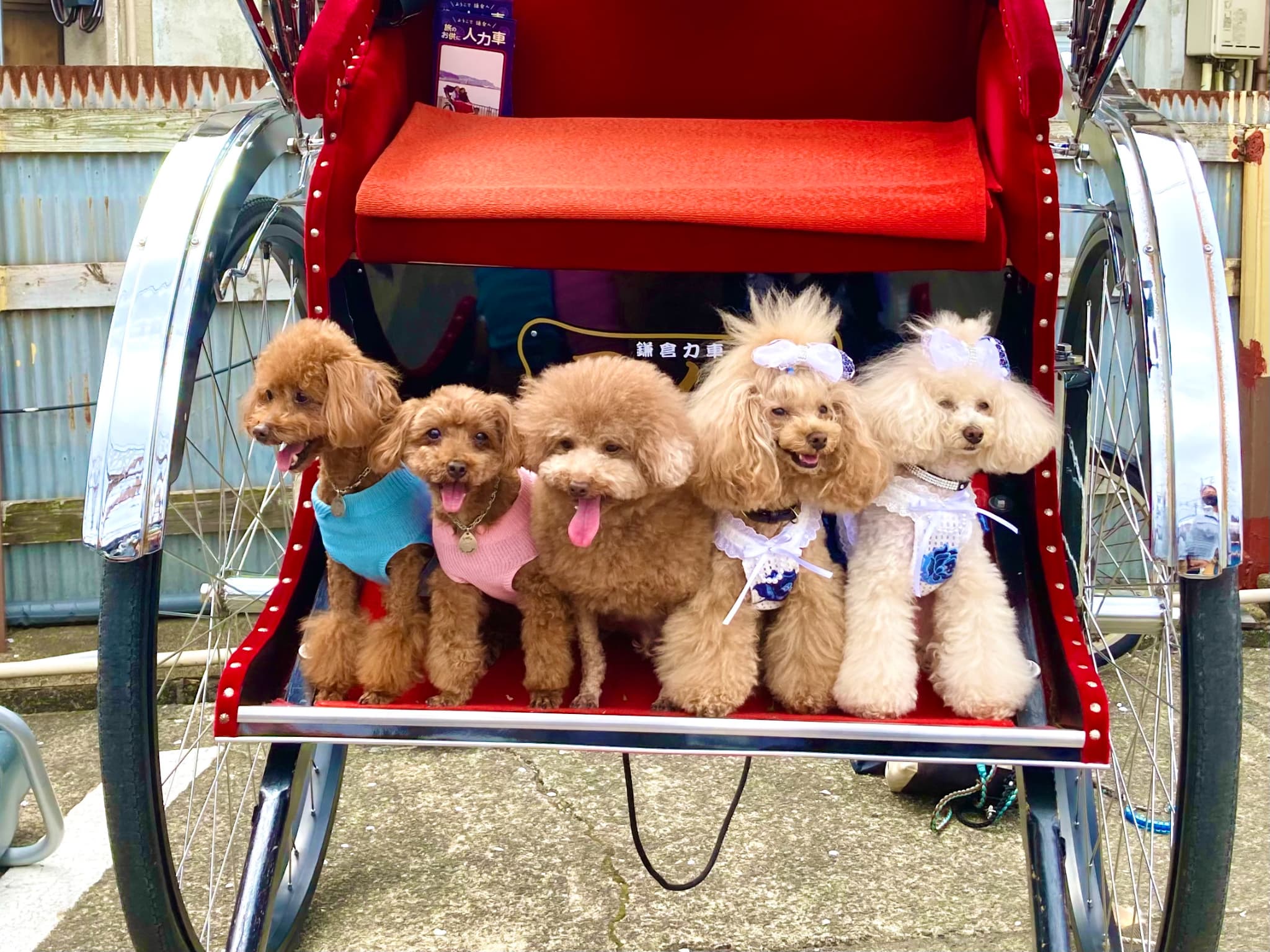 ワンちゃんと一緒に巡るコース