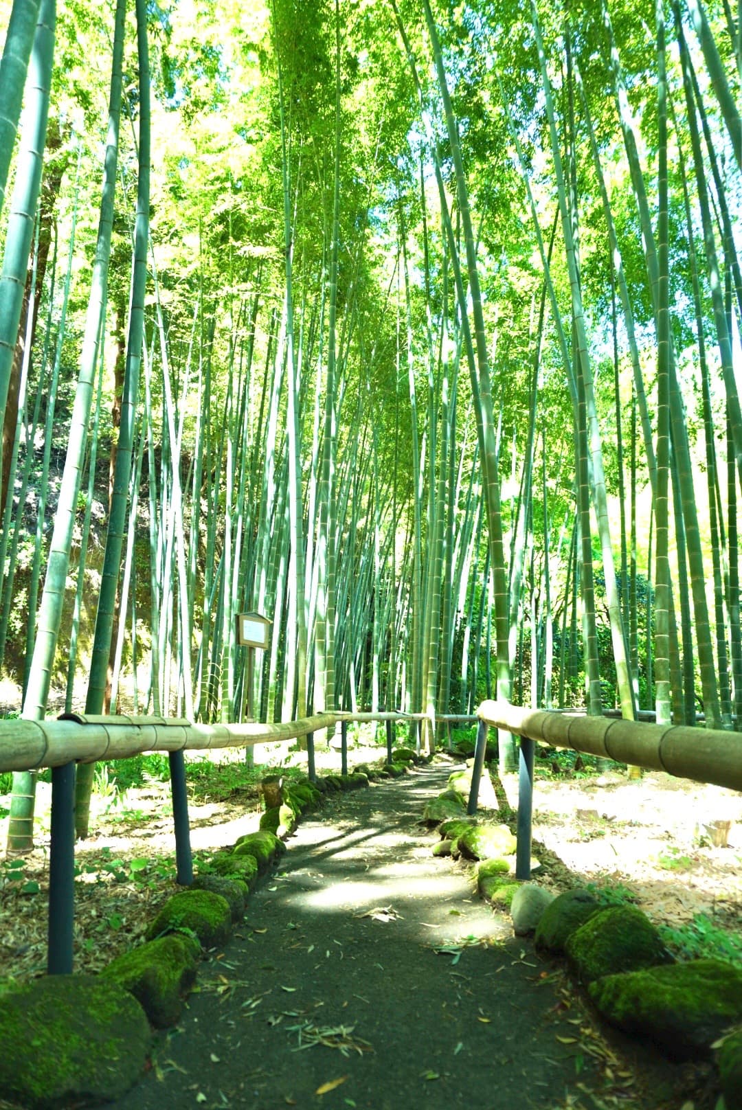 報国寺の竹林で癒されるコース