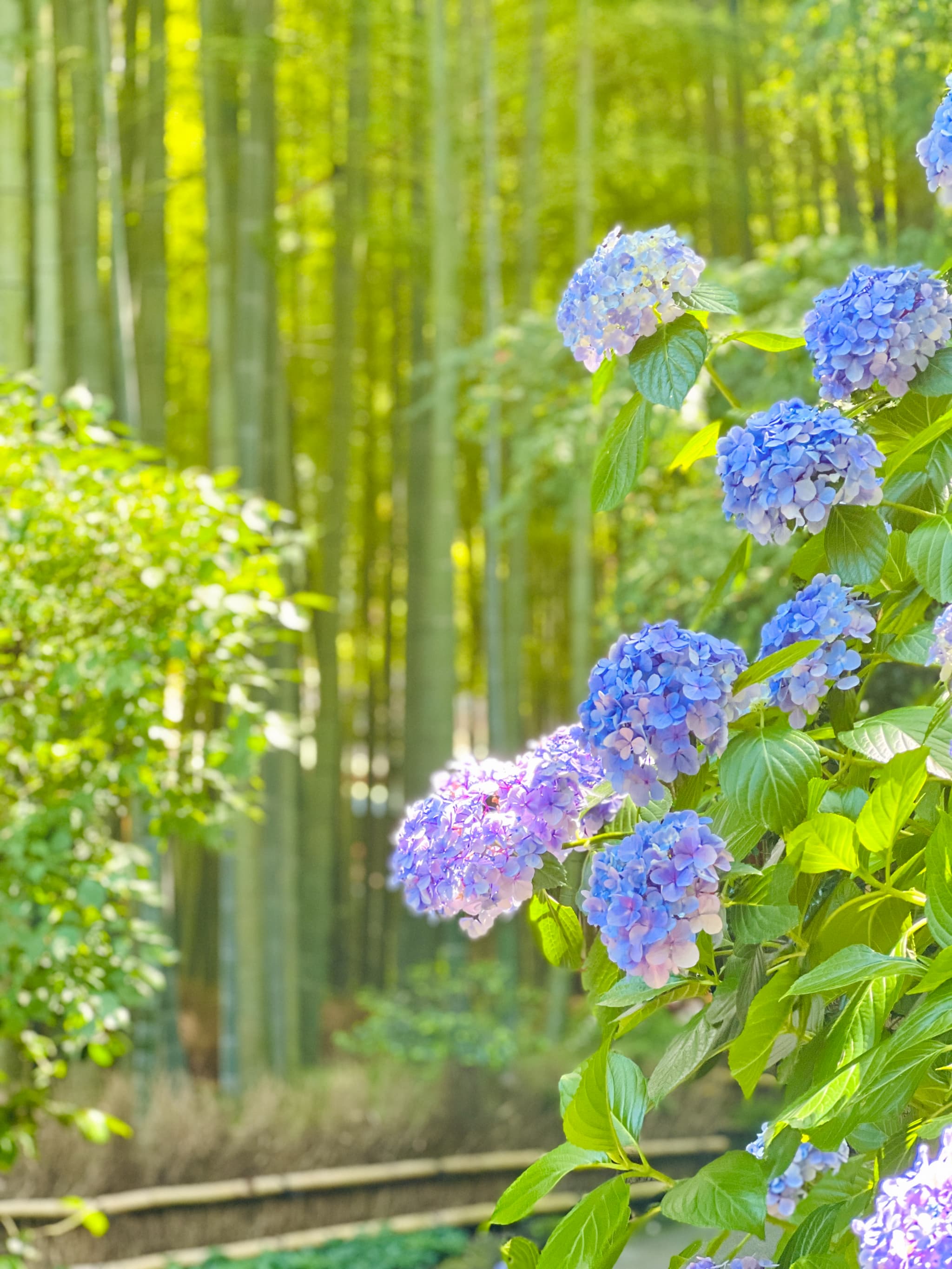 明月院の美しい紫陽花