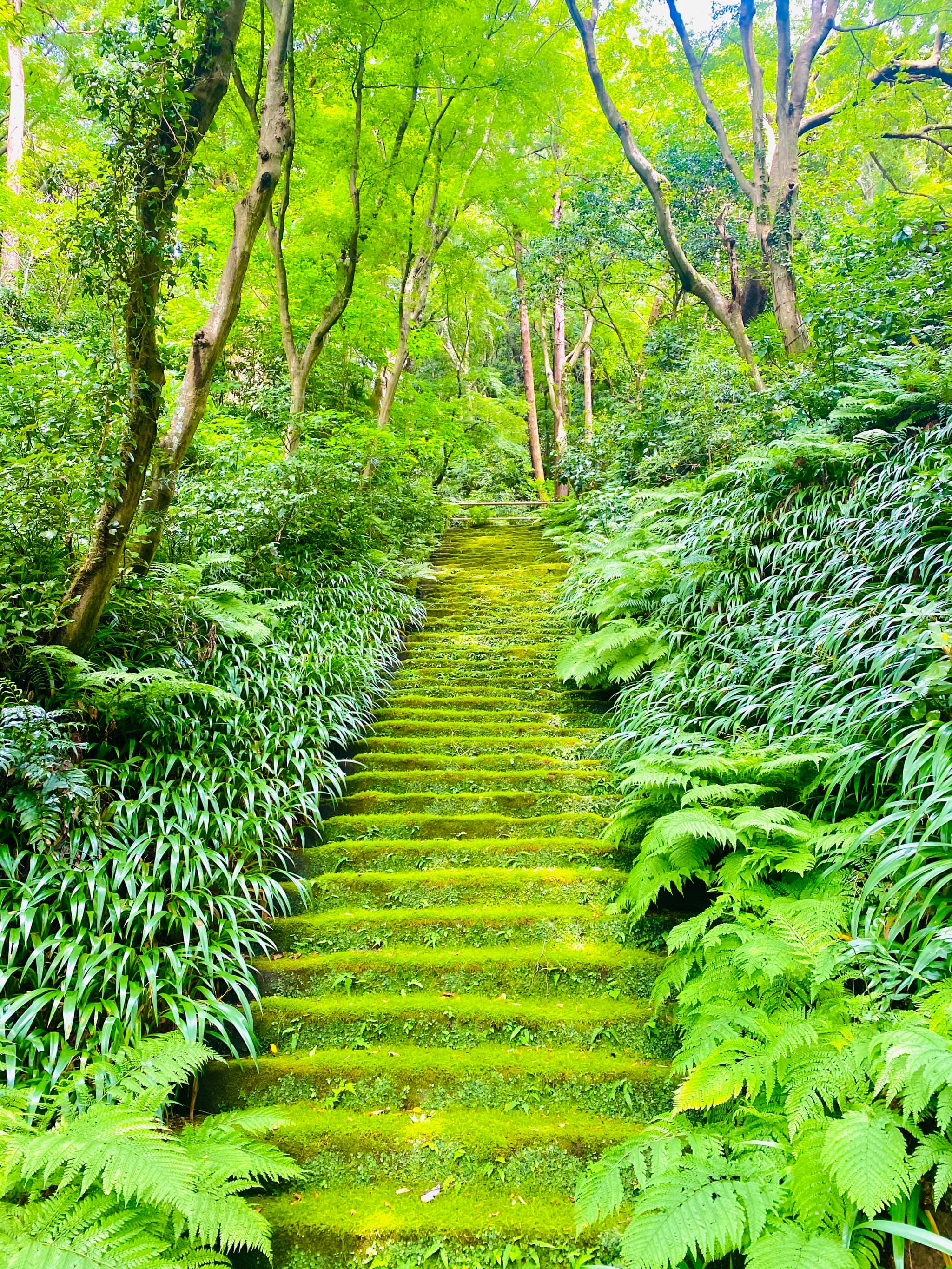 妙法寺の苔に覆われた石段